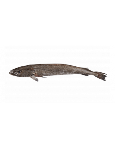 Merlu