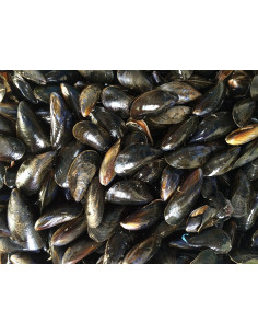 Moules