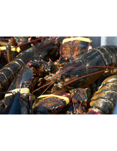 Homard